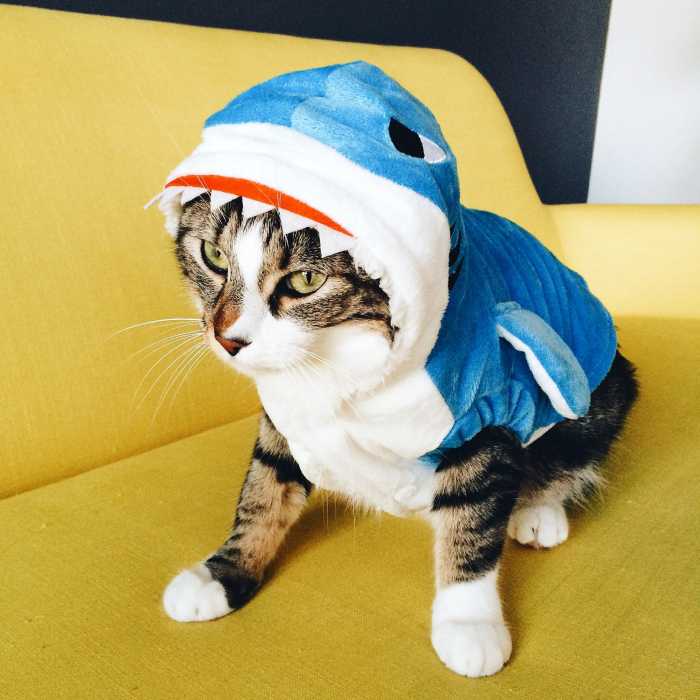 Costume chien ou chat requin