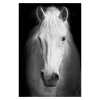 Toiles peintures animaux en noir et blanc - /medias/157553528639.jpg